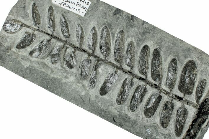 Carboniferous Fossil Fern (Odontopteris) - France #301382